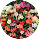 Navaneethan Kambattan profile picture